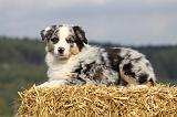 BERGER AUSTRALIEN PUPPIES 301